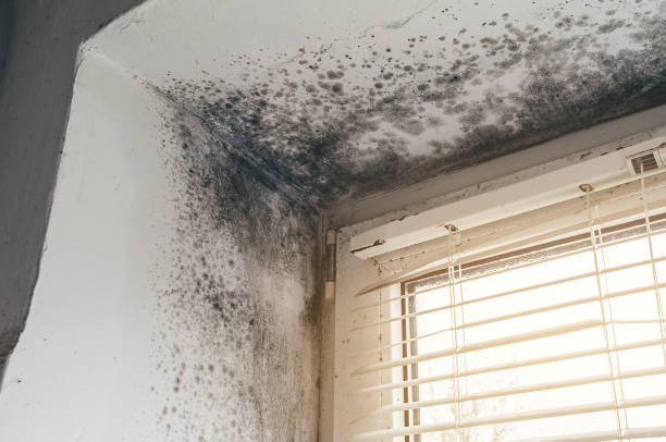 Affordable Commercial Mold Remediation solutions in Rebersburg, PA